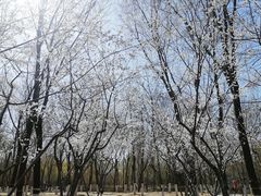 -大兴滨河森林公园