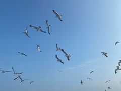 -海驴岛(荣成市)