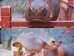 -贵州森林野生动物园
