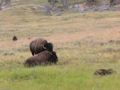 Lamar&nbsp;Valley-拉马尔山谷