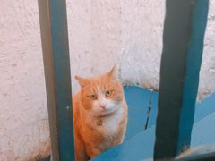 -Sirena海妖日咖夜酒