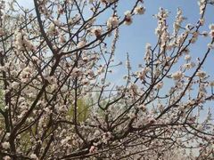 -桃花堤公园