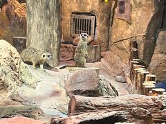 -正佳雨林生态植物园