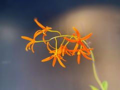 -北京植物园-展览温室