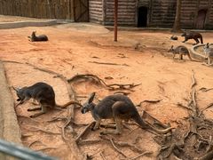-深圳野生动物园