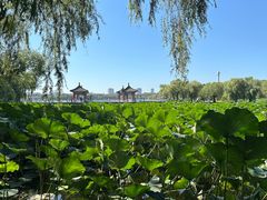 -长春市南湖公园