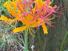 -黄海国家森林公园