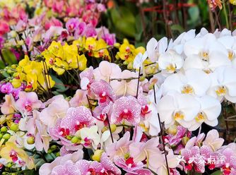 与中山公园毗邻的溪岸路，可以说是花的世界，一到节假日