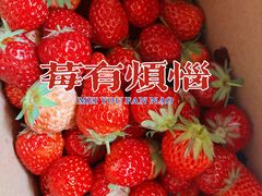 -小鱼草莓采摘园农家乐·小鱼餐厅