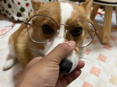 -宠福鑫康馨动物医院·骨科·眼科