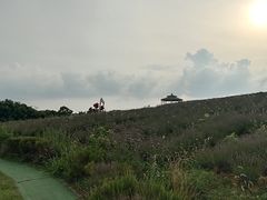 -大塘金香草谷