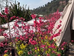-桃源山庄·水蜜桃采摘·柴火鸡·烧烤团建(龙泉山店)