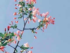 -海棠花溪(元大都城垣遗址公园)