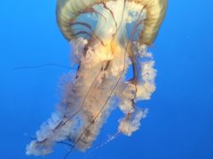 -太平洋海底世界