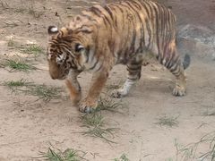 -北京野生动物园