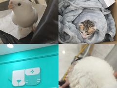 -安安宠医宠物医院·异宠·犬猫内科(岳阳分院)
