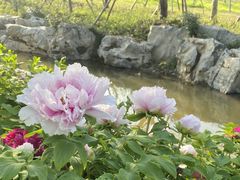 -上海滨江森林公园