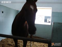 -松声马术俱乐部