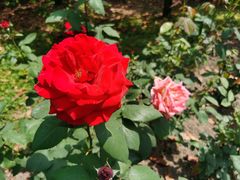 -上海共青森林公园