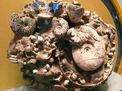 -湖南省地质博物馆