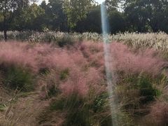 -上海浦江郊野公园-5号停车场