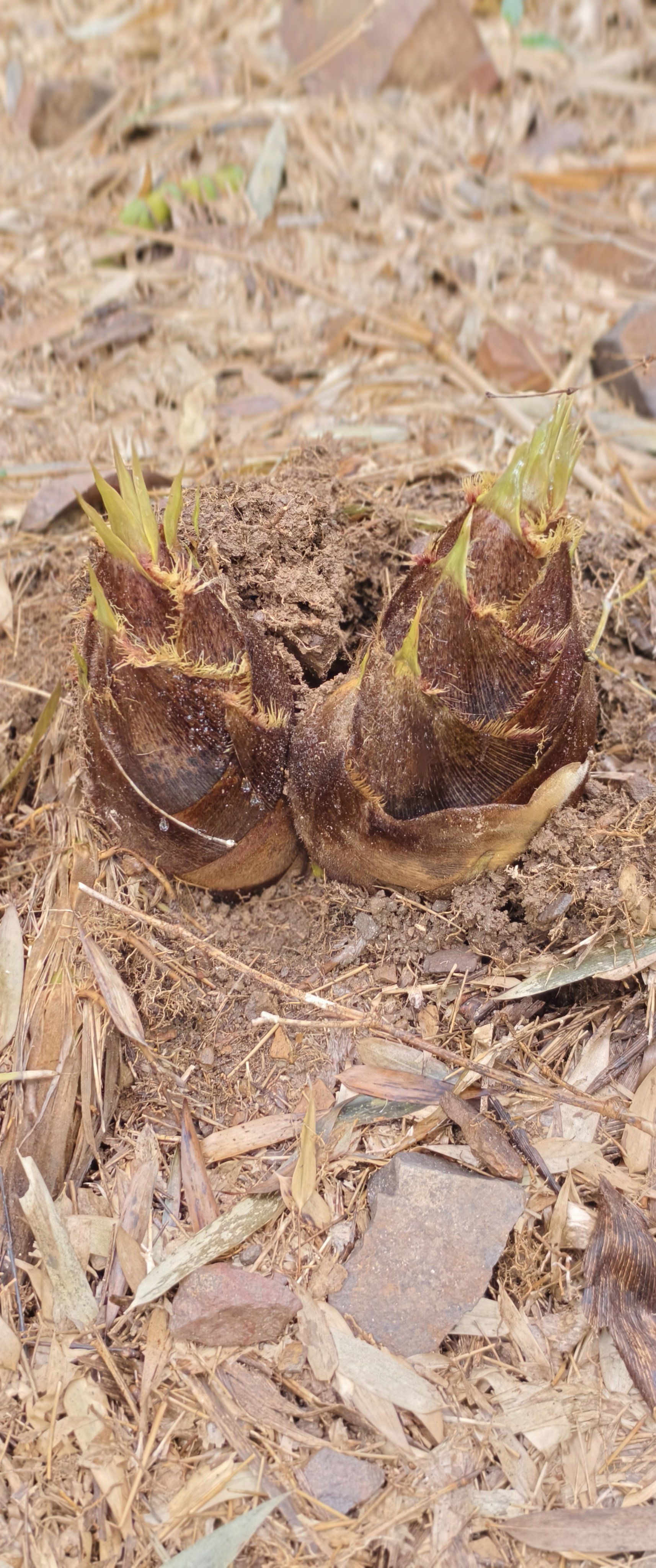 聚餐吃什么 春天的竹笋,破土而出,宛如