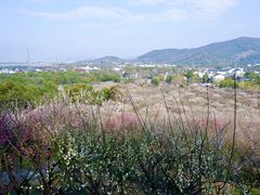 -香雪海