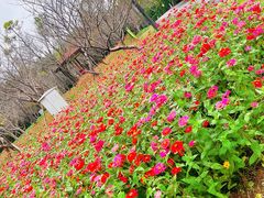 -东平国家森林公园