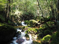 -牛背梁国家森林公园