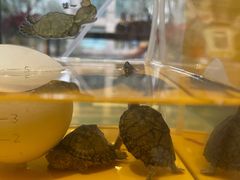 -酷以爬仙阁实体爬宠店·守宫·蜥蜴·专业繁育