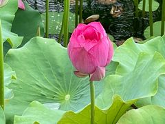 -莲花池公园
