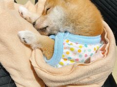 -逗柴咖啡屋·狗咖猫咖宠物桌游