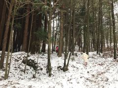 -武陵山森林公园