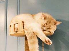 -遇见羊驼·奶狗咖·布偶猫咖·法斗柯基柴犬阿拉斯加(春熙路太古里IFS店)