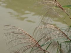 -白鹭湾湿地公园