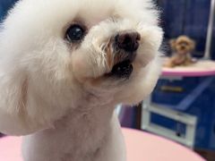 -FAELING PETS美天灵宠物(富力广场店)