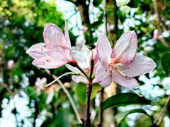 -梧桐山风景名胜区