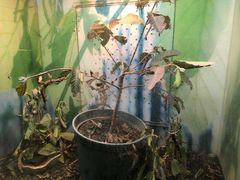 -上海大自然野生昆虫馆(东方明珠·爬宠昆虫探索中心)