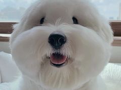 -momokira米努特·德文卷毛猫·棉花面纱犬