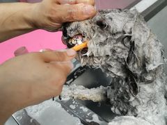 -宠福鑫康馨动物医院·骨科·眼科
