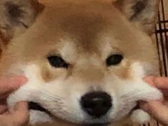 -老码头火锅(骡马市店)