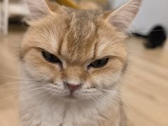 -有喵·猫咖·狗咖·30几只猫10只小狗(岗厦店)