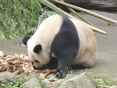 -都江堰中华大熊猫苑