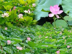 -荔湾湖公园