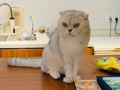 吧台盘踞者-有猫主题·治愈系猫咖(曾厝垵店)