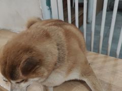 -是阿柴呀！柴犬咖啡·爱喵喵猫咖
