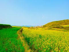 -桑洲油菜花景区