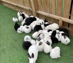 -萌宠亲子动物乐园(槐房万达店)