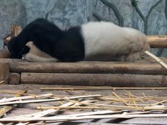 -深圳野生动物园