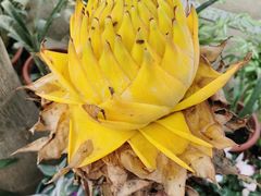 -国家植物园南园